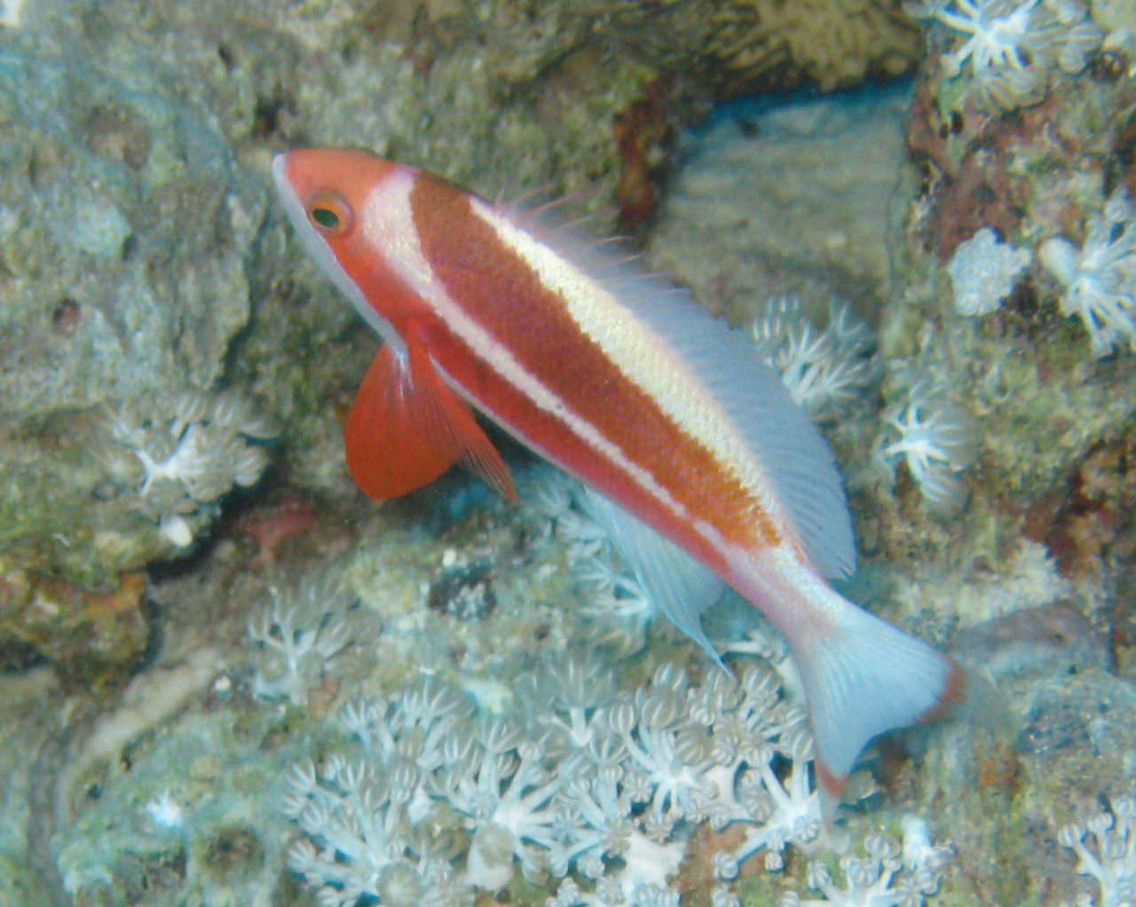 Pseudanthias taeniatus (Castagnola striata)